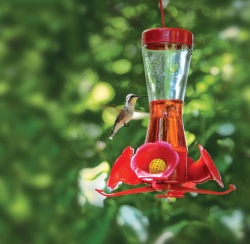 hummingbird_nectar_thumb